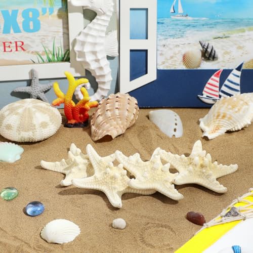 ULTECHNOVO Natural Decorative Ornament 3.14 Inch Seashell Wall and Aquarium for Home Wedding Garden Crafts