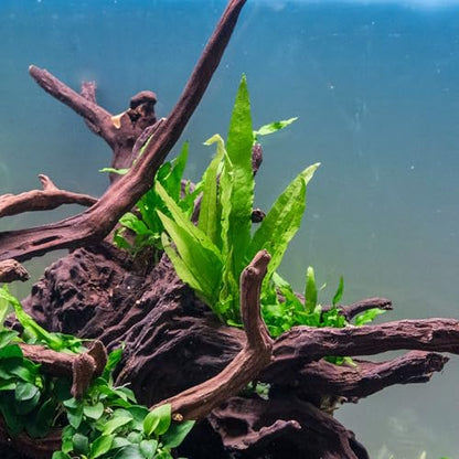 Java Fern Live Aquarium Plants - Potted Freshwater Plant for Fish Tanks - Beginner Friendly, Low Light (Java Fern, 5 Pots) - color: Java Fern, size: Pot - 5 Count