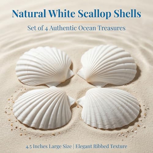 Natural White Scallop Sea Shells for Crafts, Beach Home Decor, Painting, Fish Tank, Wedding Decorations, Large 4.5 Inch, 4 Pack
