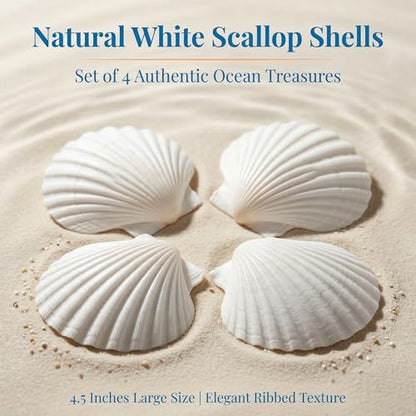 Natural White Scallop Sea Shells for Crafts, Beach Home Decor, Painting, Fish Tank, Wedding Decorations, Large 4.5 Inch, 4 Pack