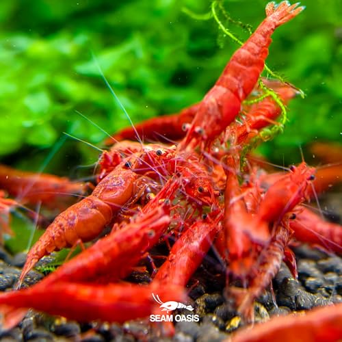 Fire Red Premium High-Grade Cherry Shrimp Neocaridina Freshwater Aquarium, Live Shrimp Freshwater Aquarium Live Arrival Guarantee (Pack 10) - color: Red, size: 10