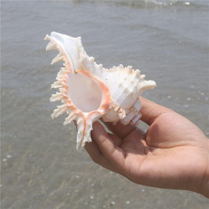 4 Pack 4-5 inches Conch Shells for Decorating air Plant Holders Unique Succulent Pot Betta Fish Tank Decoration Aquarium décor Fish House for Aquarium Beach Theme Party (No Plants)
