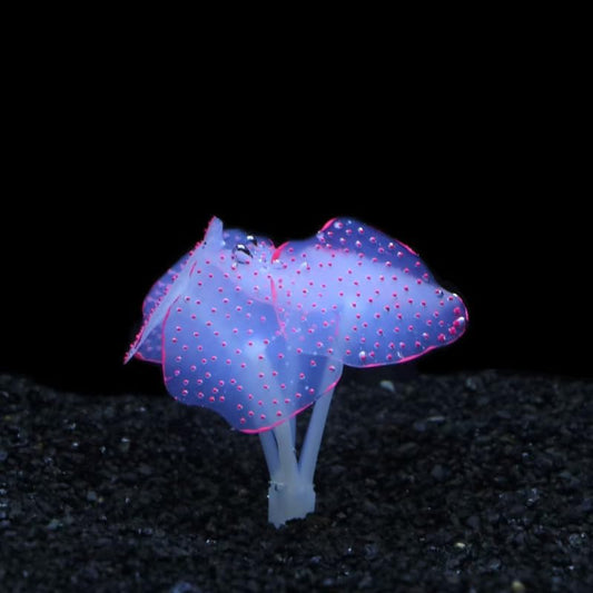 Silicone Artificial Coral Glowing Jellyfish Aquarium Decor Simulation Water Plant Anemone Fish Tank Landscape Ornament (Pink) - color: Pink