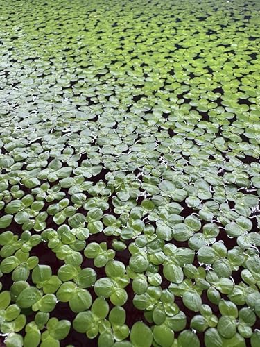 Giant Duckweed, Live Aquarium Floating Plant, Spirodela polyrhiza, 60+ Plants