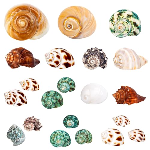 21PCS Hermit Crab Shells | Assorted Natural Sea Conch Size 1.3"-3.2" | Growth Turbo for Small to Medium and Large Crabs, Saltwater Hermit Crab Supplies and Sea Shell for Beach Decor