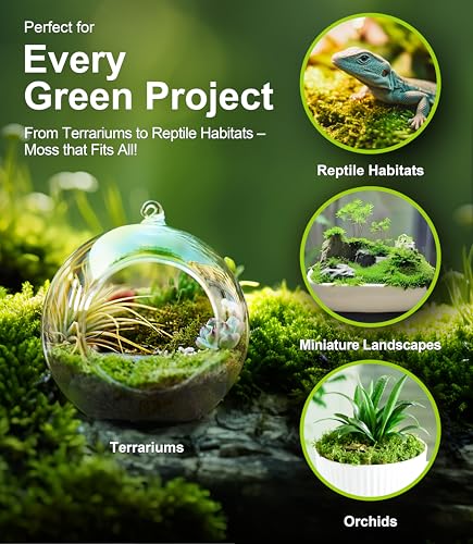 Live Moss – Thuidium Moss (3 Sheets, Each Approx. 3.5"x7") for Terrariums, Bonsai, Plant Decor & Natural Crafts – Naturally Grown, Reusable, Not Artificial