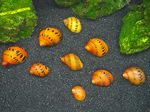Aquatic Arts 3 Live Tiger Nerite Snails | Aquarium Background Accessories | Safe in Freshwater Tetra/Guppy/Betta Fish Tank