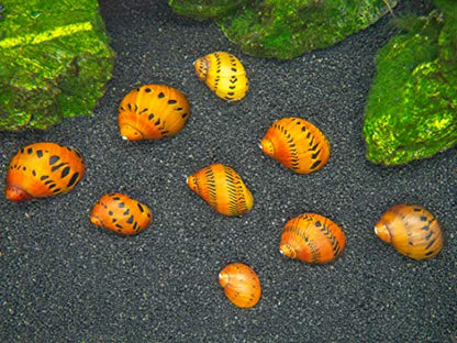 Aquatic Arts 3 Live Tiger Nerite Snails | Aquarium Background Accessories | Safe in Freshwater Tetra/Guppy/Betta Fish Tank