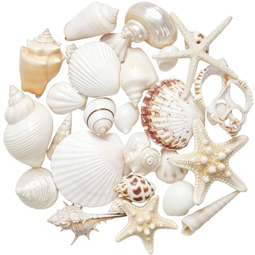 JQAQJU Sea Shells Mixed Ocean Seashells 20 Kinds, Starfish Seashells for Crafts, Various Sizes Natural Conch Sea Shells for Decorating, DIY Crafts, Vase Filler, Beach Party, Fish Tank, Home Wedding