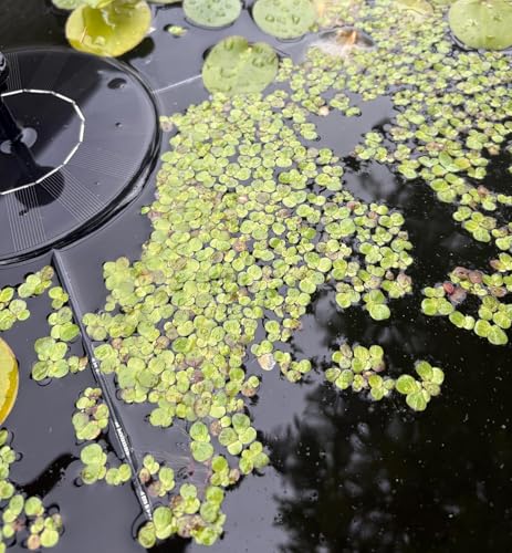 Giant Duckweed, Live Aquarium Floating Plant, Spirodela polyrhiza, 60+ Plants