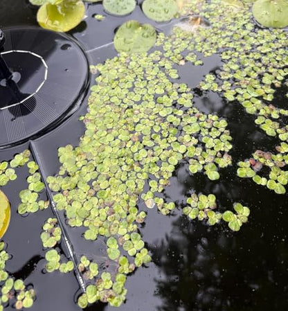Giant Duckweed, Live Aquarium Floating Plant, Spirodela polyrhiza, 60+ Plants