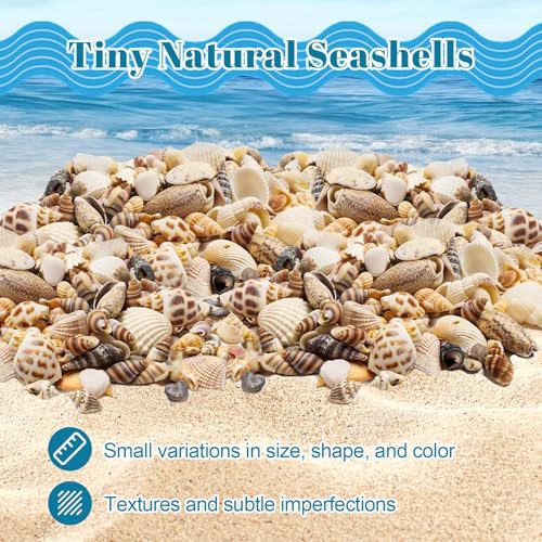 Seashells for Crafts Natural Mixed Seashells, 4 Pack Box,Small Shells for Crafts Mini Shells for Craft, Decoration, Vase Filler(550 pcs)