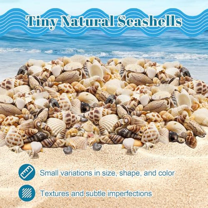 Seashells for Crafts Natural Mixed Seashells, 4 Pack Box,Small Shells for Crafts Mini Shells for Craft, Decoration, Vase Filler(550 pcs)
