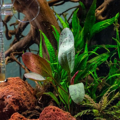 Live Plant - Echinodorus 'Ozelot' - Easy Care, Low to Medium Light, Reddish-Brown with Dark Spots Accent, Freshwater Rosette Aquatic Plant - Loose/Bare Root