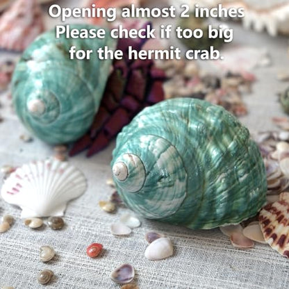 Extra Large Hermit Crab Shells, Turbo Seashell, Teal Green Polished Natural Sea Conch, Opening, Shrimp/Fish Shelter for Aquarium, Reptile Tank Decorations, 2 Pack