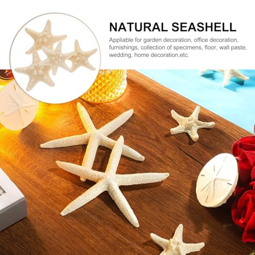ULTECHNOVO Natural Decorative Ornament 3.14 Inch Seashell Wall and Aquarium for Home Wedding Garden Crafts