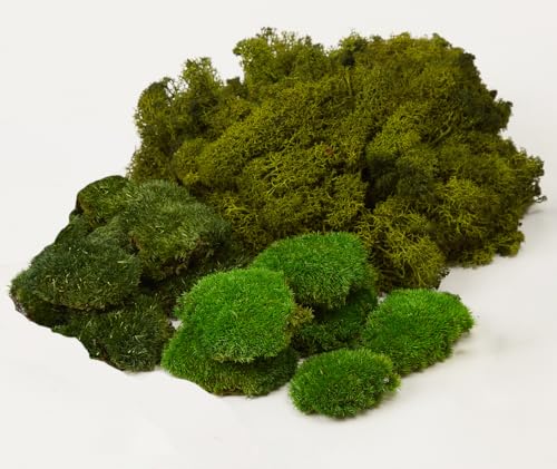 Large Natural Green Decorative Moss Reindeer Vase & Bowl Filler|Preserved Leaves, Ferns, Dried Plant Christmas Wedding Party Decor(Christmas-1) - color: Christmas-1, size: 1.5 sq.ft.