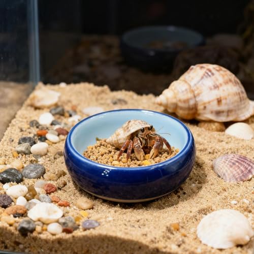 2 Pack Ceramic Hermit Crab Food Bowl Hermit Crab Food Dish Reptile Water Dish Aquarium Accessory for Turtle Bearded Dragon Lizard Gecko Tortoise (Blue, Round)