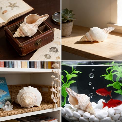 2PCS Conch Shell Large Natural Seashells Perfect for Fish Tank Wedding Decor Beach Theme Party Home Decorations