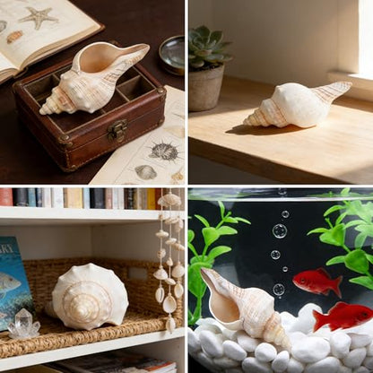 2PCS Conch Shell Large Natural Seashells Perfect for Fish Tank Wedding Decor Beach Theme Party Home Decorations