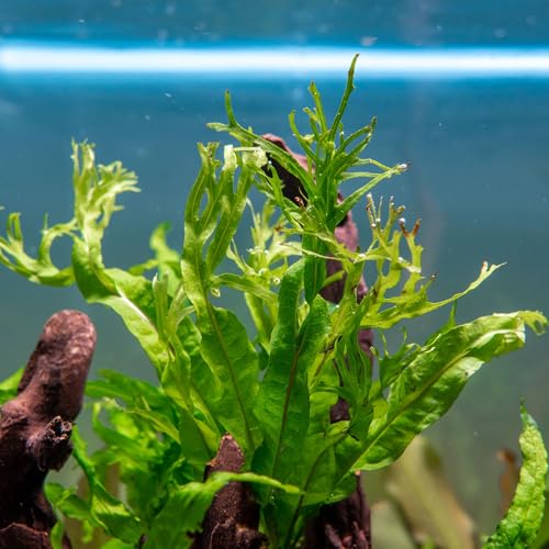 Java Fern Live Aquarium Plants - Potted Freshwater Plant for Fish Tanks - Beginner Friendly, Low Light (Windelov, 1 Pot) - color: Windelov, size: Pot - 1 Count