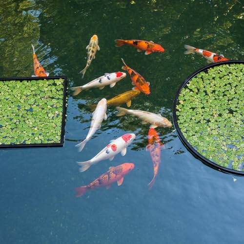 20 PCS Fish Feeding Ring, Aquarium Floating Plant Barrier Feeding Ring for Fish Tank Round Square Different Size Corral Foam Circle Fish-Tank Aquarium Accessories for Tank Keep Floating Plants