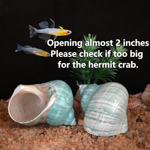 Extra Large Hermit Crab Shells, Turbo Seashell, Teal Green Polished Natural Sea Conch, Opening, Shrimp/Fish Shelter for Aquarium, Reptile Tank Decorations, 2 Pack