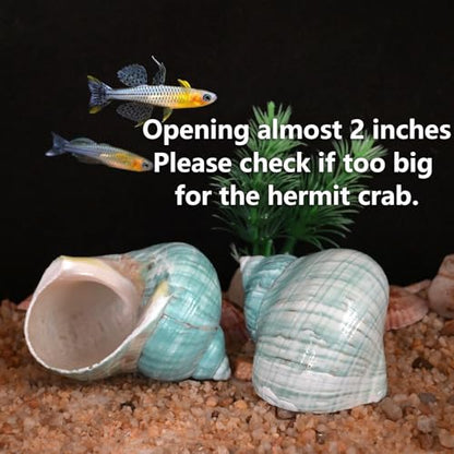 Extra Large Hermit Crab Shells, Turbo Seashell, Teal Green Polished Natural Sea Conch, Opening, Shrimp/Fish Shelter for Aquarium, Reptile Tank Decorations, 2 Pack