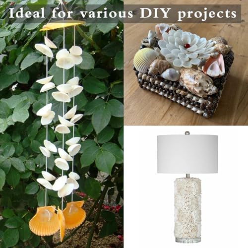 130-140Pcs Bulk Natural Small Seashell - 0.8-1.2 inches White Seashell Small Sea Shells Clams for Home Decor, DIY Crafts, Jewelry/Bracelet Making, Beach Theme Party, Fish Tank Vase Filler - size: 0.8-1.2inches