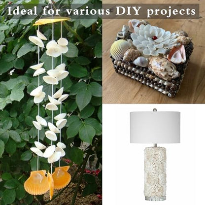 130-140Pcs Bulk Natural Small Seashell - 0.8-1.2 inches White Seashell Small Sea Shells Clams for Home Decor, DIY Crafts, Jewelry/Bracelet Making, Beach Theme Party, Fish Tank Vase Filler - size: 0.8-1.2inches