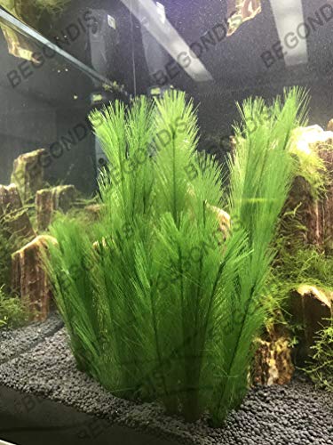 Aquarium Decorations 3Pcs Fish Tank Artificial Green Water Plants Made of Silk Fabrics Plastic