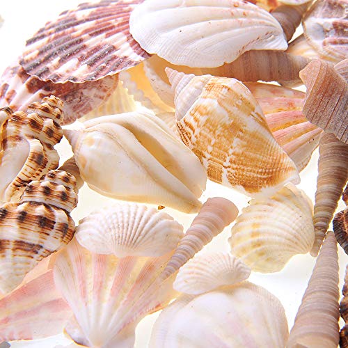 PowerTRC Mixed Beach Sea Shells for Ocean Theme Parties and Weddings Decoration | Vase, Fountain & Fish Tank Filler Various Sizes 1”-2.5” | Approx.100 Sea Shells - size: #1 100 Sea Shells