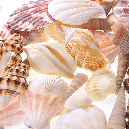 PowerTRC Mixed Beach Sea Shells for Ocean Theme Parties and Weddings Decoration | Vase, Fountain & Fish Tank Filler Various Sizes 1”-2.5” | Approx.100 Sea Shells - size: #1 100 Sea Shells