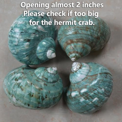 2pcs Big Hermit Crab Shells, XL Size Large Conch Opening 1.8-2", Natural Sea Turbo Seashells for Hermit Crab Supplies and Beach Decoration Large Sea Shell (2pcs Green, XL)