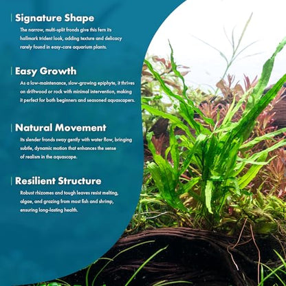 Java Fern Live Aquarium Plants - Potted Freshwater Plant for Fish Tanks - Beginner Friendly, Low Light (Trident, 3 Pots) - color: Trident, size: Pot - 3 Count