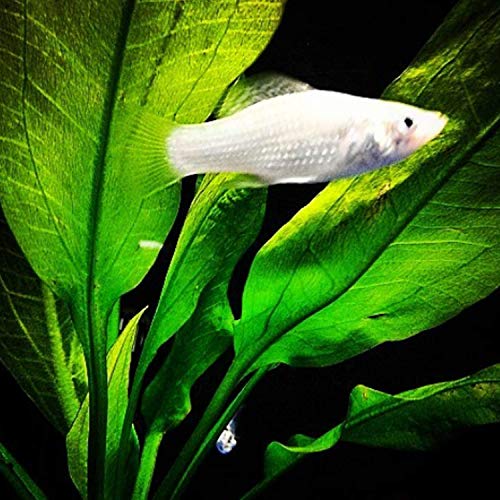 3-Bundles Amazon Sword | Echinodorus Bleheri Live Aquarium Plants Package Aquatic Freshwater Fish Tank Decorations