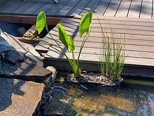 PondH2o Contour Kidney Shaped Plastic Slotted Mesh Aquatic Pond Plant Basket, 17 Inch (44cm), Value Three (3) Pack, Perfect for Lily's, Planting Pot, Baskets for Water Gardens, Aquaponics, Hydroponics
