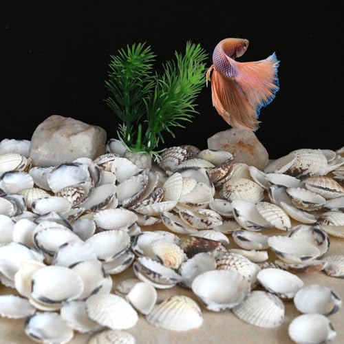Small Seashells for Crafts, Natural Scallop Shells, Eagle Wing, DIY Assortment, Ocean-Themed Decorations, Fish Tank Plant Gravel, Vase Filler, Wedding and Party Decorations, 220pcs