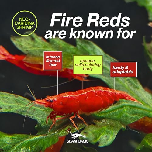 Fire Red Premium High-Grade Cherry Shrimp Neocaridina Freshwater Aquarium, Live Shrimp Freshwater Aquarium Live Arrival Guarantee (Pack 10) - color: Red, size: 10
