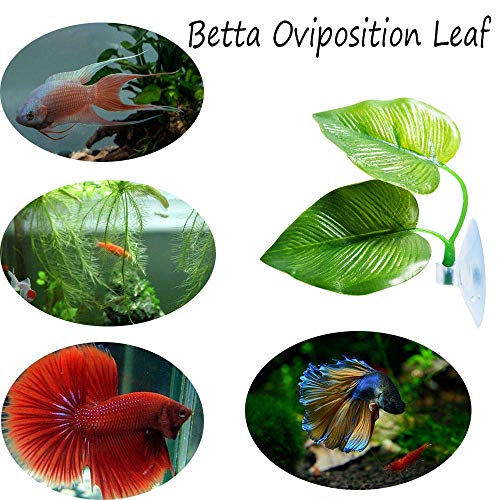 4 Pack Betta Fish Leaf Pad Improves Betta's Health by Simulating the Natural Habitat - Natural, Organic, Comfortable Rest Area for Fish Aquarium - size: 4 Pack