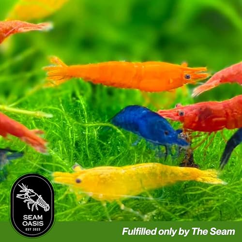 Mix Neocaridina Shrimps for Freshwater Aquariums (Pack of 10) - color: Mix, size: 10