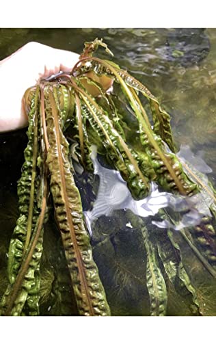 Live Aquarium Plant Variety Pack Amazon Sword Java Moss Anacharis Ludwigia Java Fern and More