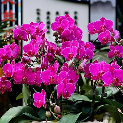 50 Pcs Large Plant Clips Orchid Clips Plant Orchid Support Clips Flower Vine Clips for Supporting Stems Vines Stalks Climbing Plants Grow Upright