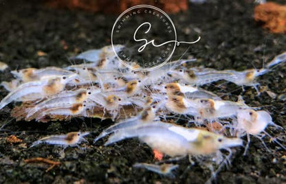 Swimming Creatures 20 Snowball Neocaridina Shrimps with 3 Assorted Mystery Snails, Freshwater Aquarium, 100% Live Arrival Guarantee