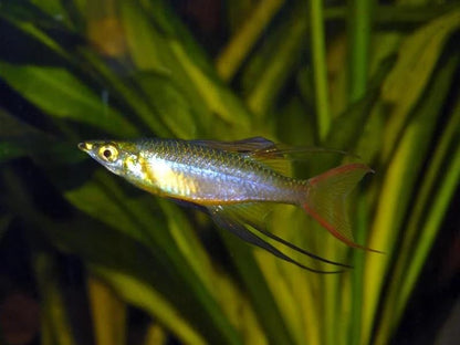 3-Pack Threadfin Rainbowfish 1 Inch Live Freshwater Schooling Fish Peaceful Community Aquarium Species Colorful Tropical Nano Tank Swimmer Active Display Fish for Planted Setups