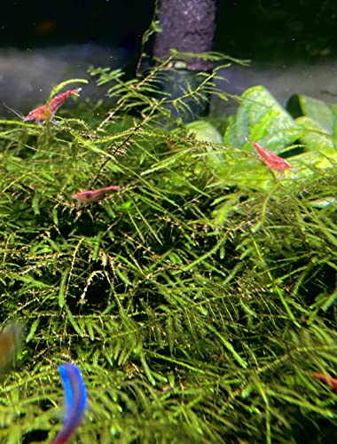 3X Java Moss Taxiphyllum Barbieri - Live Aquarium Plants Moss Aquatic Plants Vesicularia Dubyana