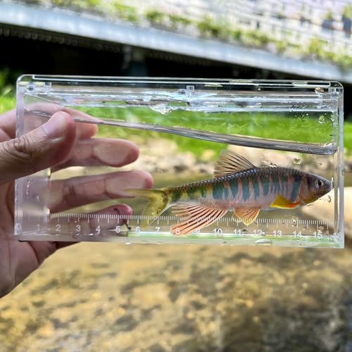 Fish Viewing Box Container with Lid and Scale,Acrylic Fishing Photo Tank Portable Fishing Mini Aquarium, Fish Breeder Hatching Boxes Clear Micro Landscape Fish Tank Isolation Breeder Box (M) - color: M
