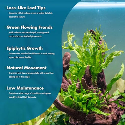 Java Fern Live Aquarium Plants - Potted Freshwater Plant for Fish Tanks - Beginner Friendly, Low Light (Windelov, 1 Pot) - color: Windelov, size: Pot - 1 Count