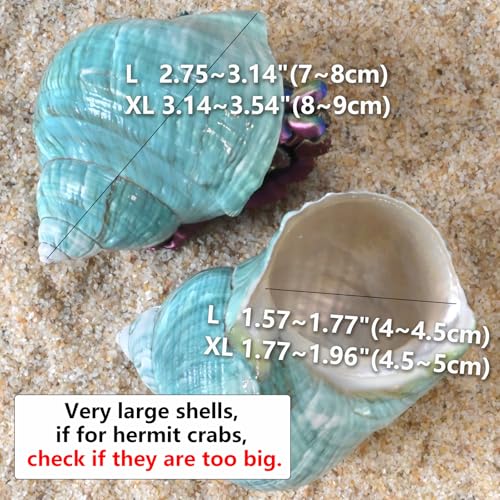 Extra Large Hermit Crab Shells, Turbo Seashell, Teal Green Polished Natural Sea Conch, Opening, Shrimp/Fish Shelter for Aquarium, Reptile Tank Decorations, 2 Pack
