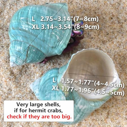 Extra Large Hermit Crab Shells, Turbo Seashell, Teal Green Polished Natural Sea Conch, Opening, Shrimp/Fish Shelter for Aquarium, Reptile Tank Decorations, 2 Pack